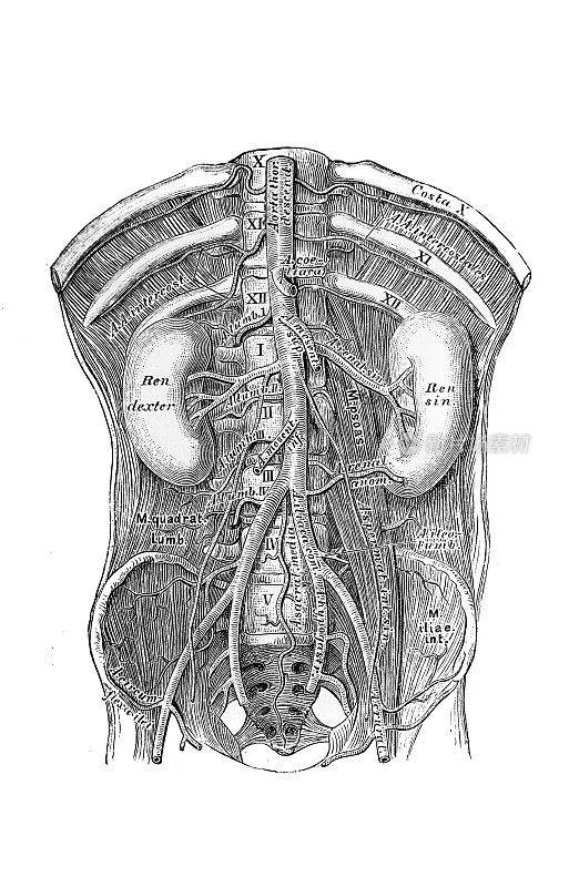 在《人类解剖学》(1875年，维也纳)的旧书《人的解剖》(anatomy des men)中对腹主动脉的过程和分支的说明